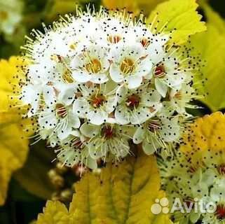 Пузыреплодник лютеус