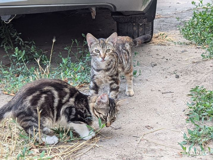 Котята в дар
