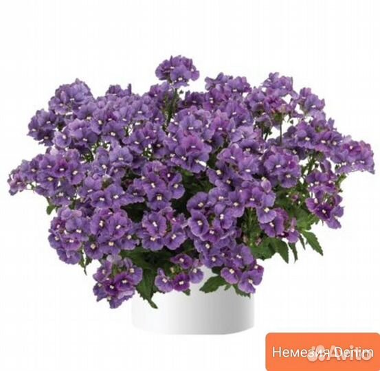 Немезия вегетативная