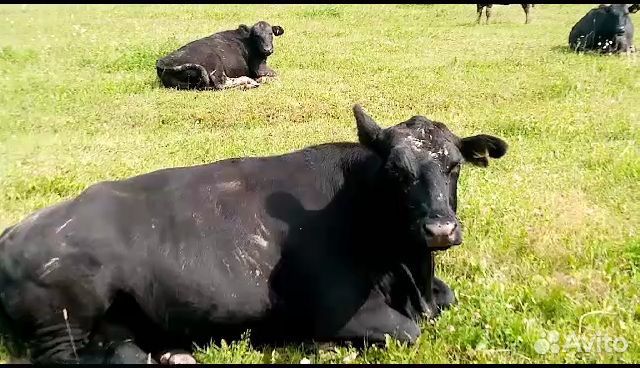 Коровы абердин ангус на мясо