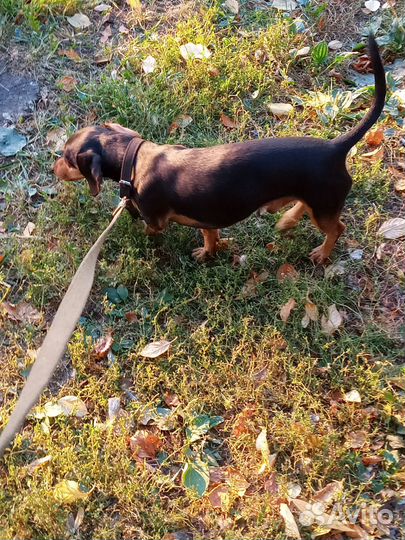 Выгул собак