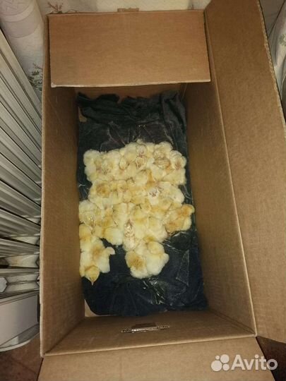 1Инкубатор для яиц и выводной шкаф автоматические