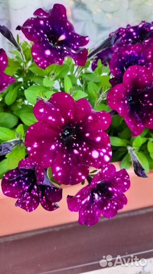 Петунья Млечный путь