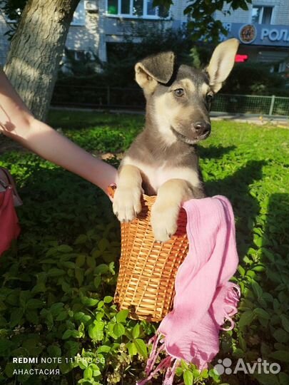 Отдам щенка в добрые руки