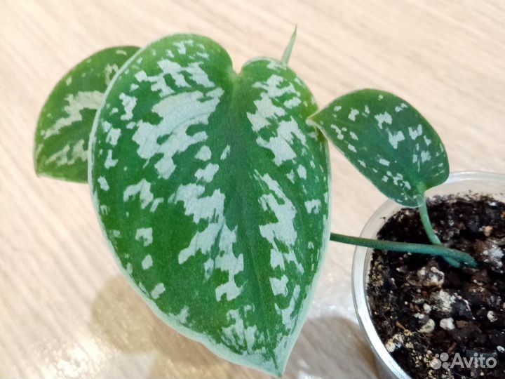 Сциндапсус пиктус