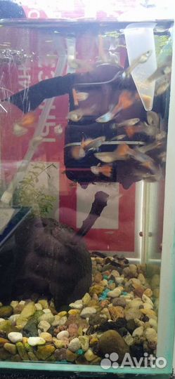 Аквариумные рыбки гуппи, мальки меченосцев