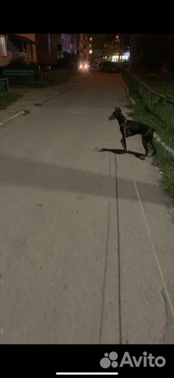 Ищем жениха