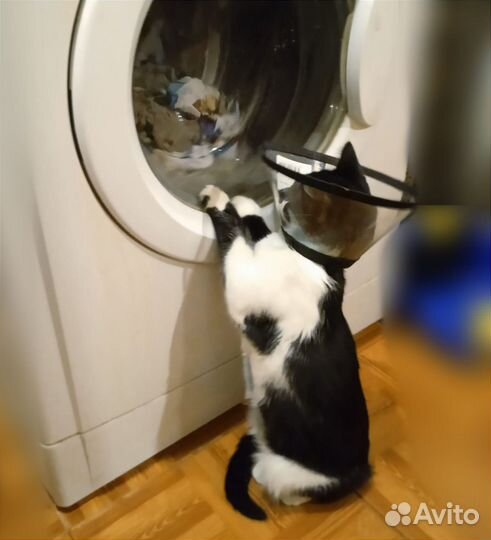 Кошка в дар