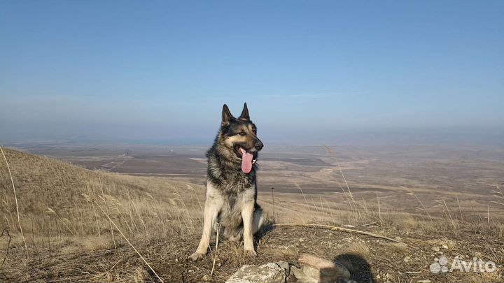 Восточно европейская овчарка вязка