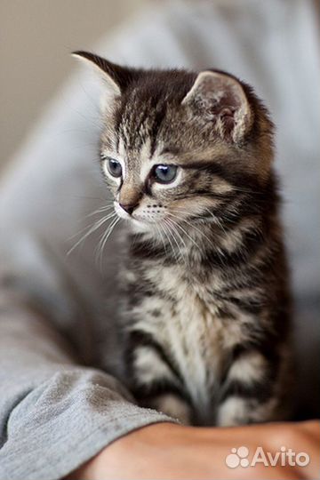 Милые котята мышеловы