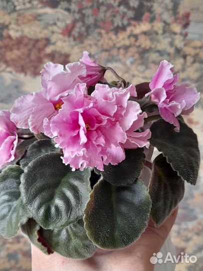 Фиалки сенполии цветущие