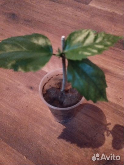 Гибискус /китайская роза