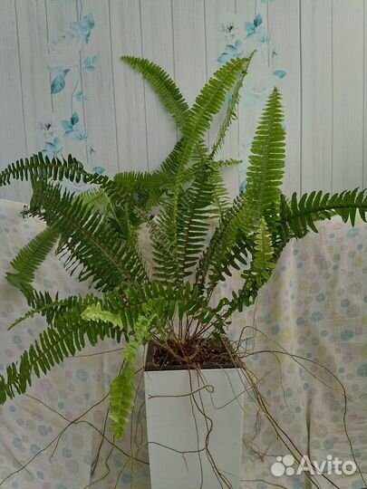 Папоротники нефролеписы сортовые 2 часть