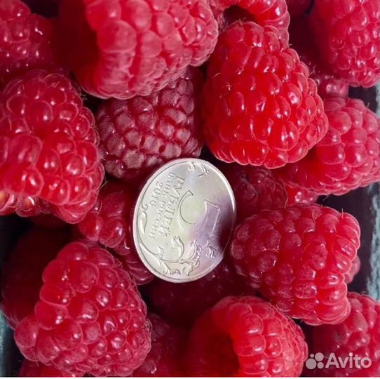 Саженцы малины Овация