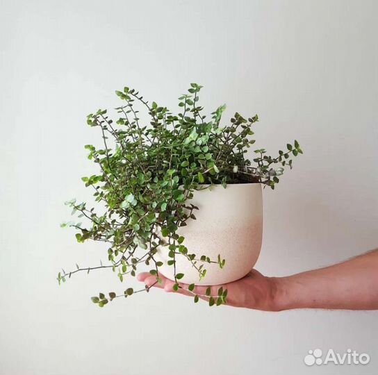 Каллизия ползучая