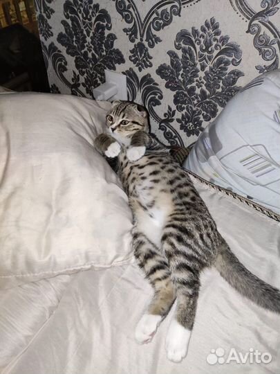 Шотландский кот вязка