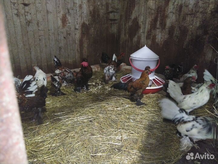 Петухи бентамка