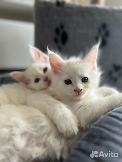Котята мейкун