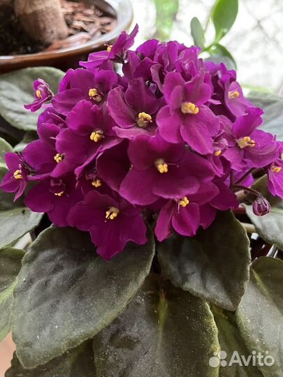 Фиалка розеточки