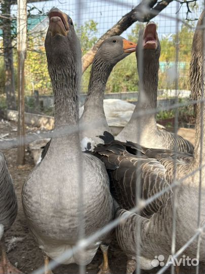 Гуси, утки,петухи