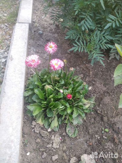 Маргаритки рассада