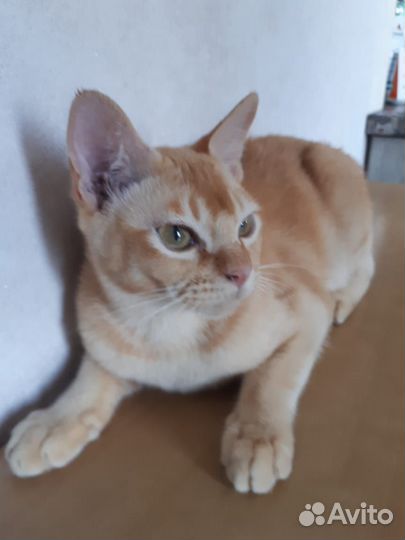 Бурманские котята