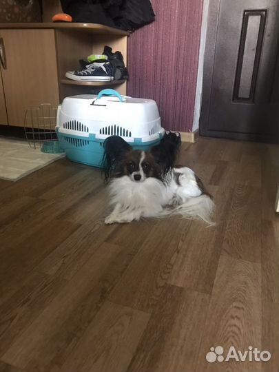 Передержка домашних животных