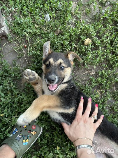 Щенок в добрые руки