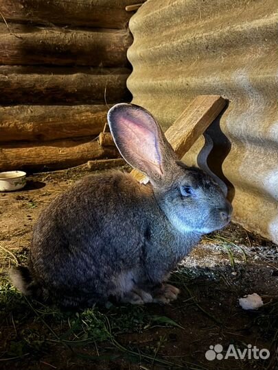 Кролик 