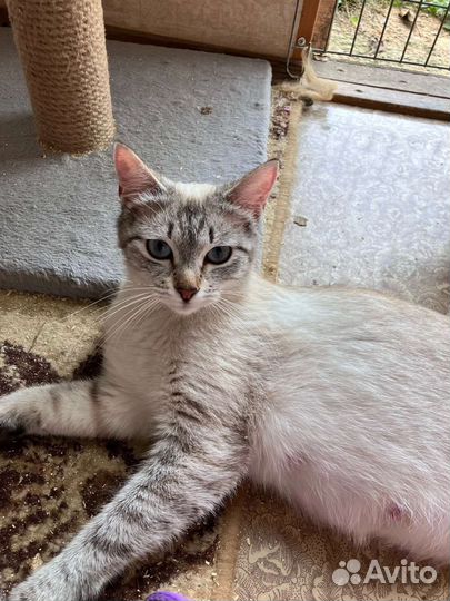 Котята тайской кошки