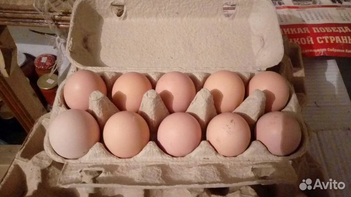 Яйцо домашнее