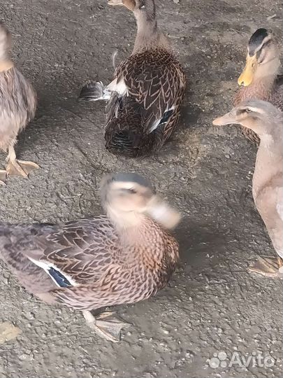 Утки Руанские