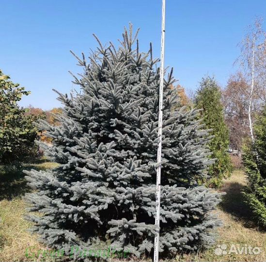 Ель голубая