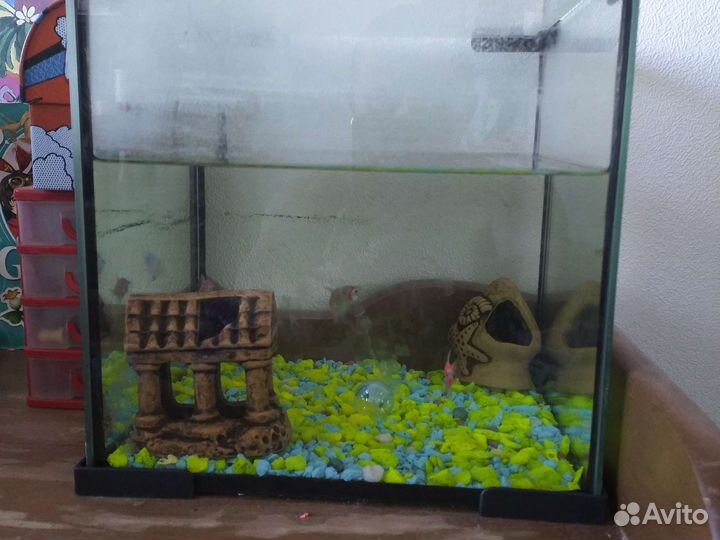 Аквариумные рыбки