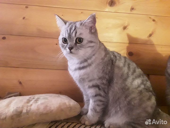 Кошка британка