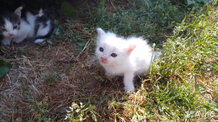 Отдам котят в добрые руки