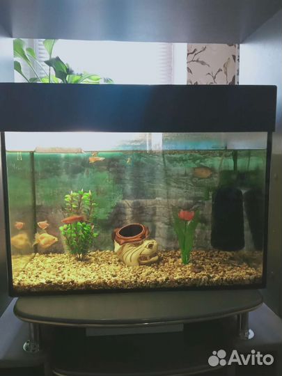 Аквариум