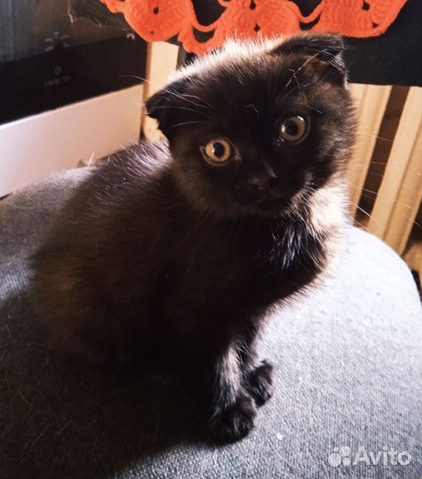 Марчи-шотландец 1.5 мес