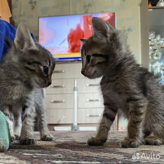 Милые котята
