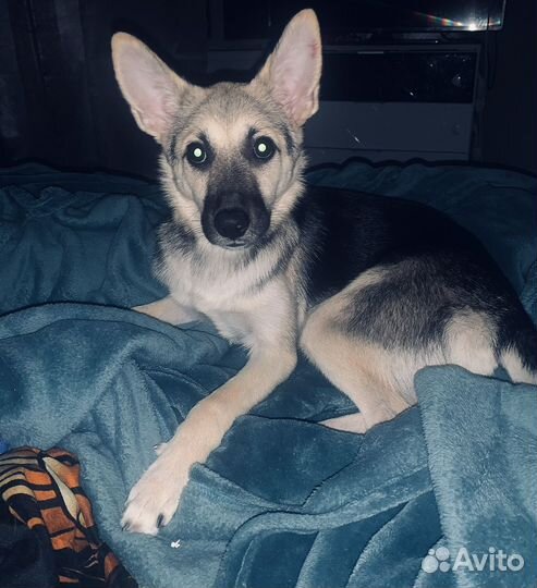 Мини лайка восточноевропейская