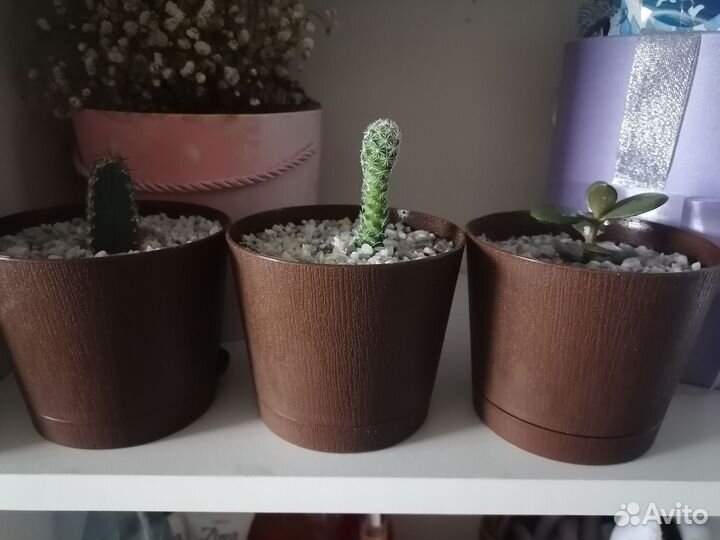 Кактусы и суккуленты