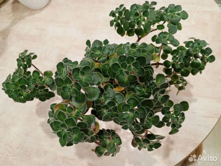 Аихризон дерево любви и Благополучия