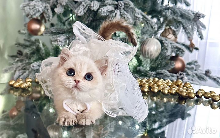 Кошечка манчкин