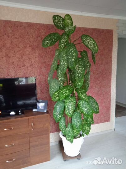 Диффенбахия