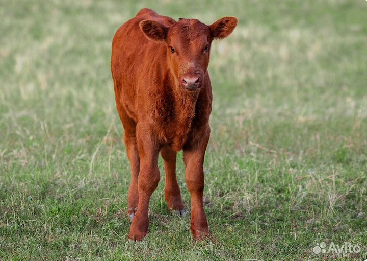 Телята бычки