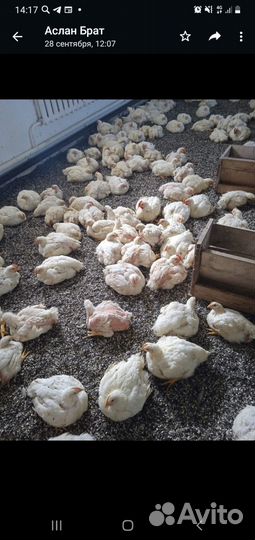 Куры бройлер