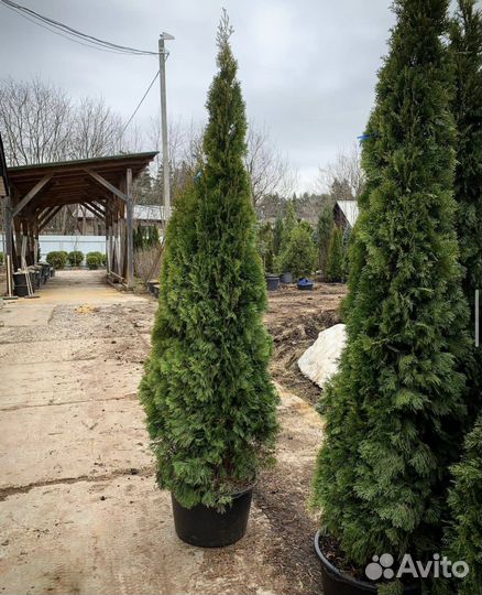 Туя смарагд