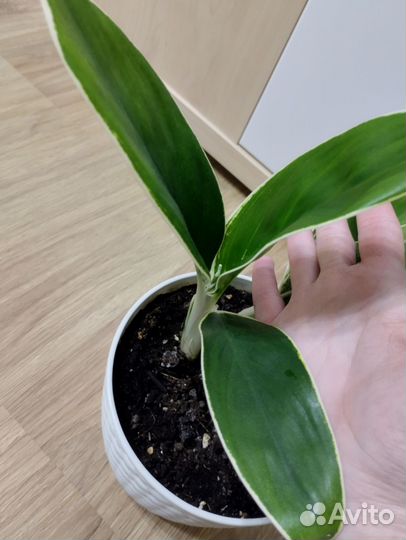 Аглаонема White lime