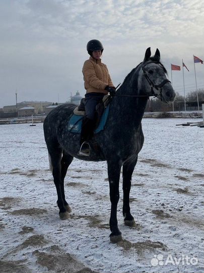 Мерин в любительский спорт