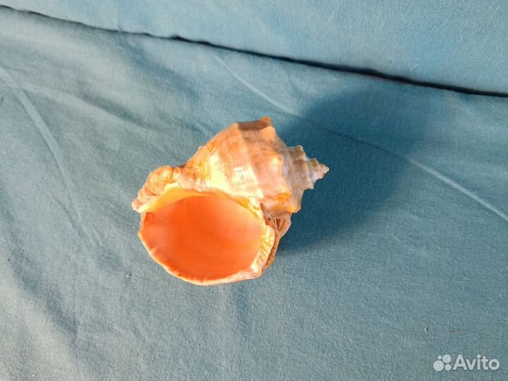 Морские ракушки раковины для детских поделок